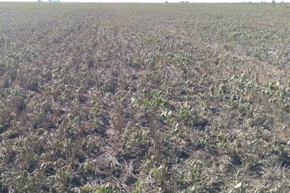 Cae la producción por el impacto de la sequía