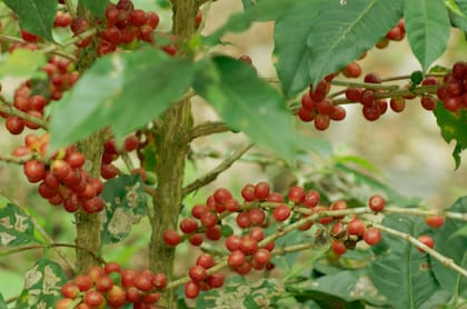 Café cereza, listo para ser cosechado.