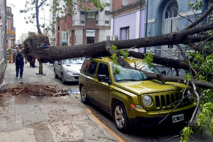 Caída de árboles en la ciudad de Córdoba