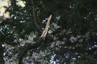 Caída de viejos cerezos en temporada de floración en Tokio genera preocupaciones de seguridad