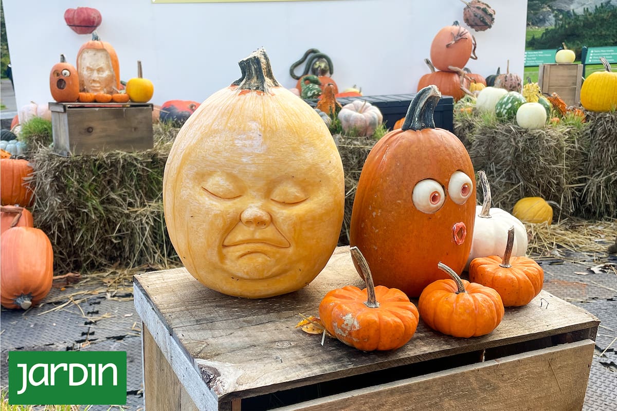 Calabazas de más de tres kilos pintan de anaranjado cualquier espacio.