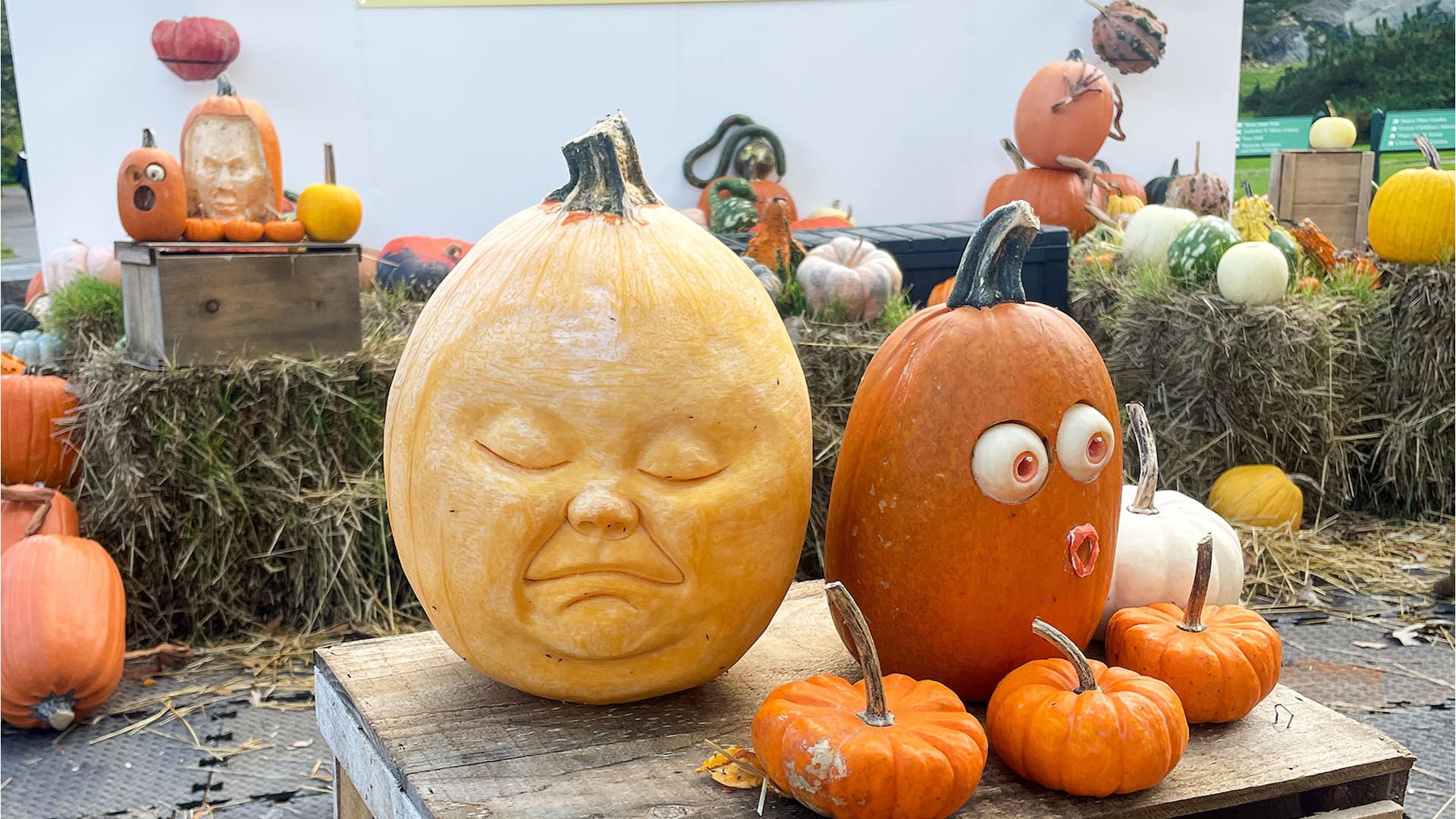 Calabazas de más de tres kilos pintan de anaranjado cualquier espacio.