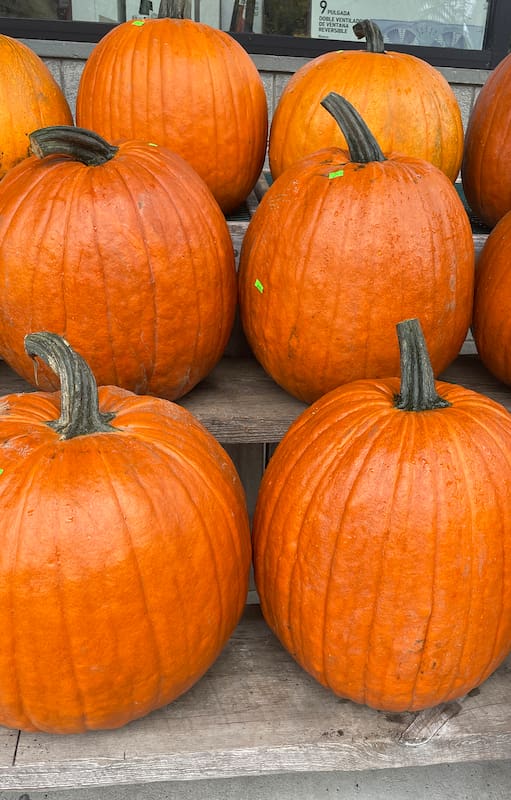 Calabazas de más de tres kilos pintan de anaranjado cualquier espacio.