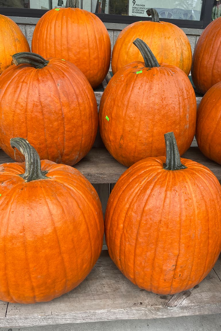 Calabazas de más de tres kilos pintan de anaranjado cualquier espacio.
