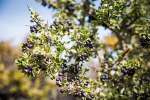 Calafate, un fruto de la Patagonia que se consume fresco o como base para elaborar mermeladas, entre otros productos.