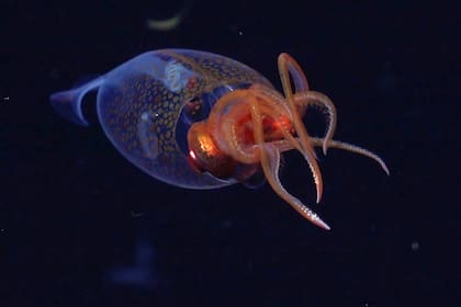 Calamar colosal es captado por primera vez en su hábitat natural