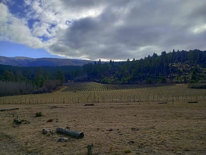 Calamuchita tiene una bodega está a 1280 metros de altura.