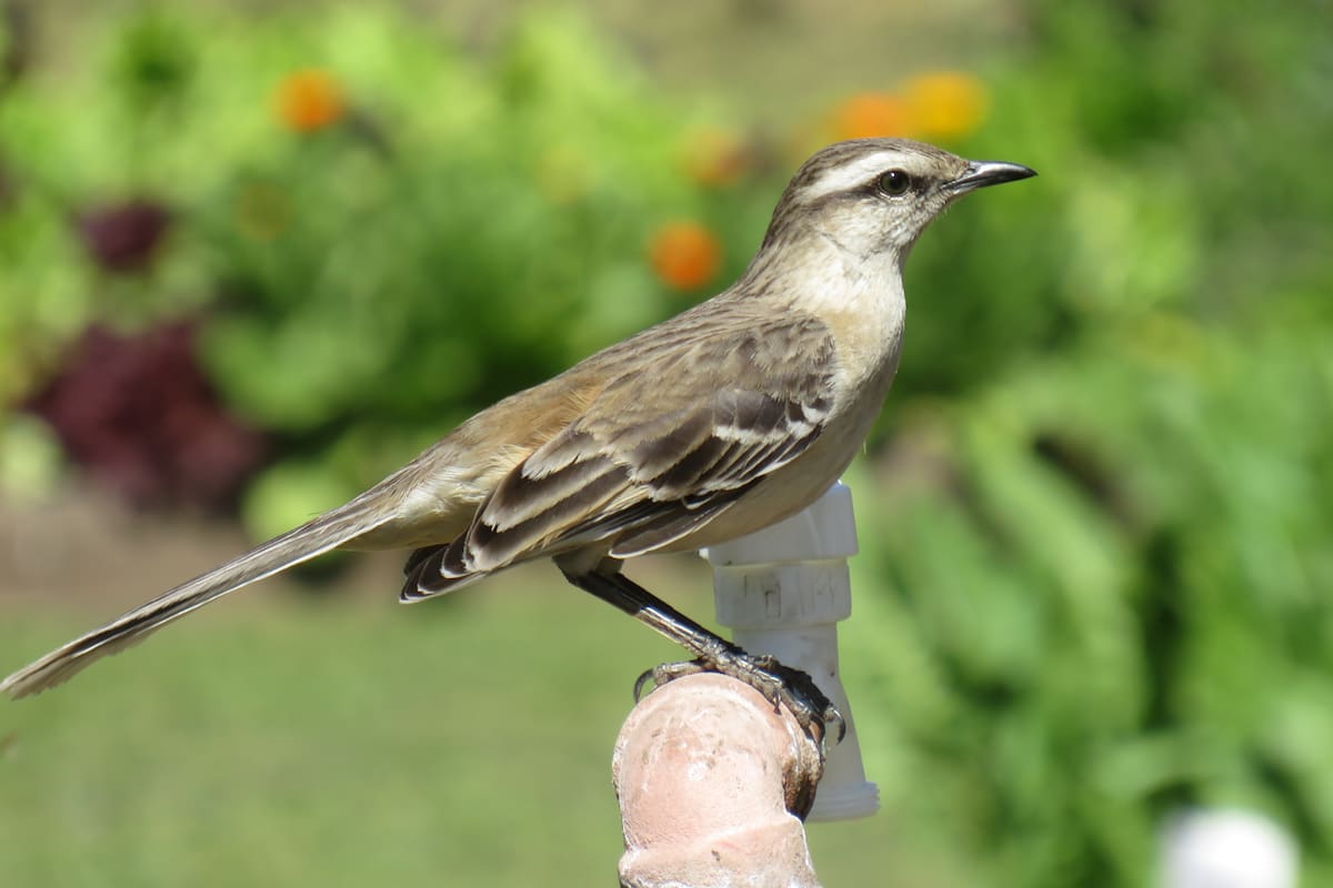 Calandria grande, una de las especies de aves que se pueden encontrar en los jardines de nuestro país.
