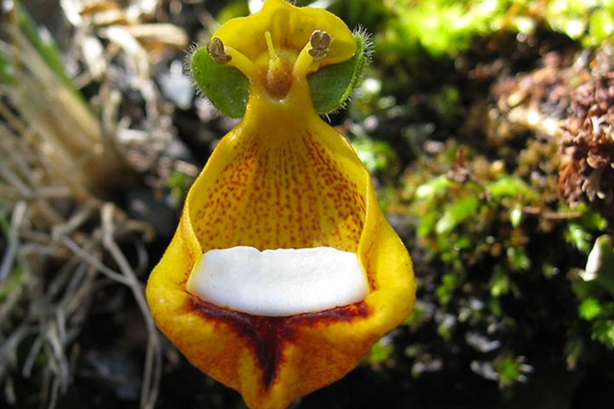 Calceolaria uniflora o "Zapatito de Darwin". El naturalista Charles Darwin fue quien registró esta planta (Foto: iStock)