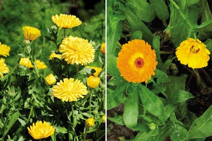Caléndula: existen distintas tonalidades que van desde el amarillo hasta el naranja