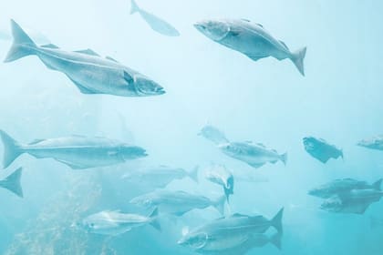 Calentamiento de los océanos pone en riesgo un microbio marino vital