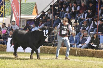 Calidad. El Brangus se lució en la pista