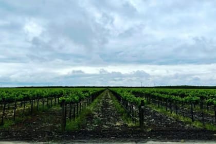 California enfrenta una gran recesión en la industria del vino