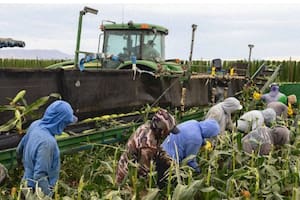 California es uno de los estados con mayor cantidad de trabajadores agrícolas migrantes