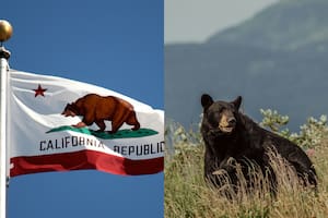 California está atravesando un momento crítico con la fauna silvestre debido a los cambios climáticos