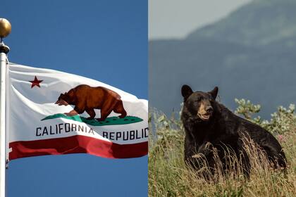 California está atravesando un momento crítico con la fauna silvestre debido a los cambios climáticos