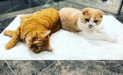 Calippo y Dorito, los famosos gatos de Ed Sheeran