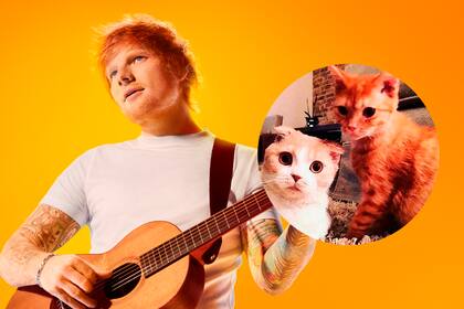 Calippo y Dorito, los famosos gatos de Ed Sheeran