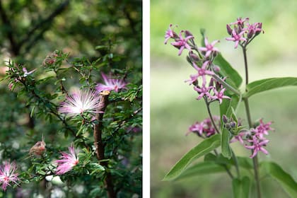 Calliandra parvifolia y Oxypetalum solanoides, dos especies que no pueden faltar en un jardín para mariposas