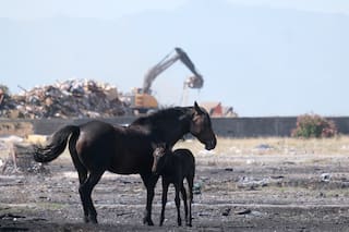 Calor en Europa provoca temores por la salud de los animales