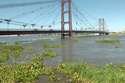 Camalotes en la laguna Setúbal, en Santa Fe, el sello de la crecida del río Paraná