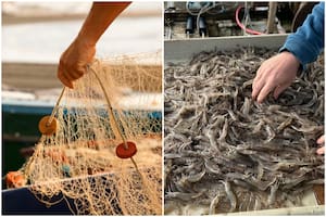 Camaroneros afirmaron que este producto de Florida tiene un panorama positivo frente a los aranceles impuestos por Donald Trump a la importación de ciertos países