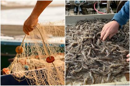 Camaroneros afirmaron que este producto de Florida tiene un panorama positivo frente a los aranceles impuestos por Donald Trump a la importación de ciertos países