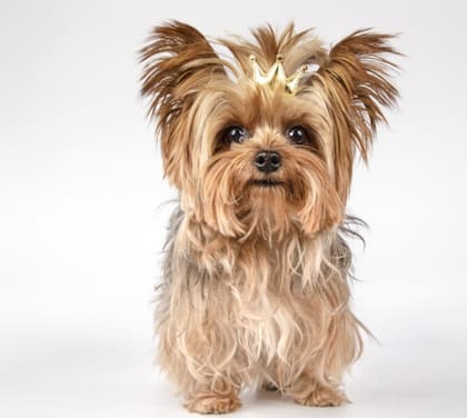Cambian las condiciones de los seguros para mascotas a partir de una nueva ley de Florida