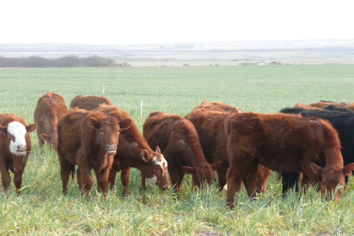 Cambiaron las perspectivas de la ganadería