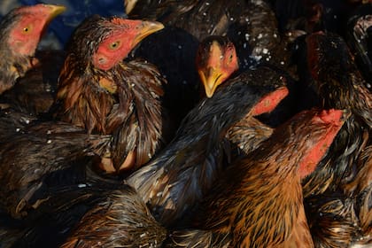 Los nuevos contagios surgieron de muestras tomadas a gallinas, patos, gansos y pavos criados en residencias particulares