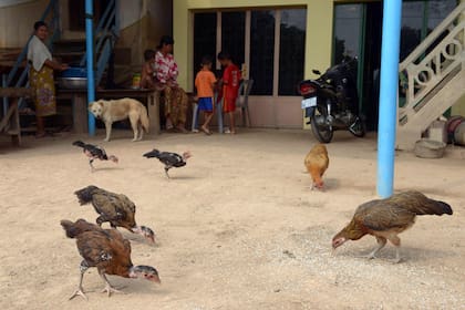 En esta foto de archivo tomada el 11 de marzo de 2013, los pollos comen arroz molido en un patio trasero en un pueblo en la provincia de Kadal, al este de Phnom Penh
