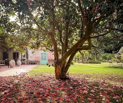 Camelias en La Margarita