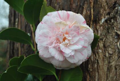 Camelias, las reinas del frío