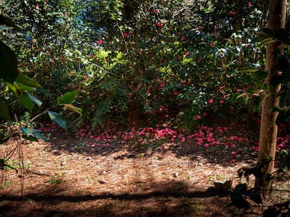 Camelias sobre un colchón de pinocha
