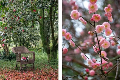 Camelias y prunus mume, dos especies que florecen en invierno y aportan elegancia y color al jardín
