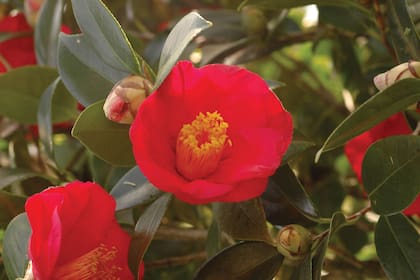 Camellia japonica, una especie tan reverenciada por sus flores como los rosales.
