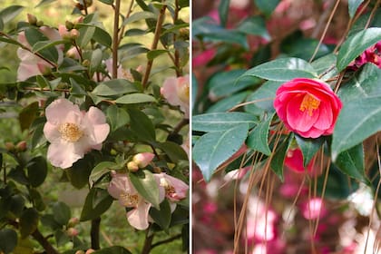 Camellia sasanqua (izquierda) y Camellia japonica (derecha).