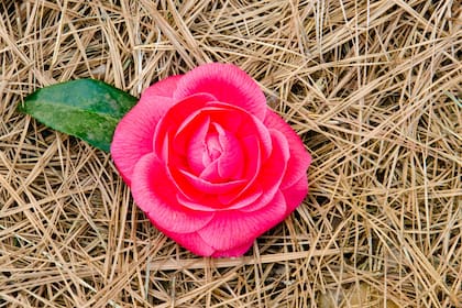 Camellia ´Hi-No-Maru´: típica camelia japónica, de follaje intenso y bien tupido.