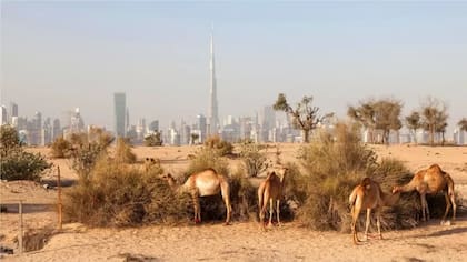 Camellos en el desierto con el paisaje urbano de Dubái al fondo