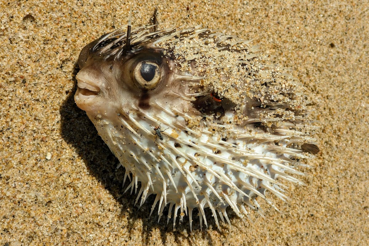 Caminaba por la playa y encontró el pez más venenoso del mundo