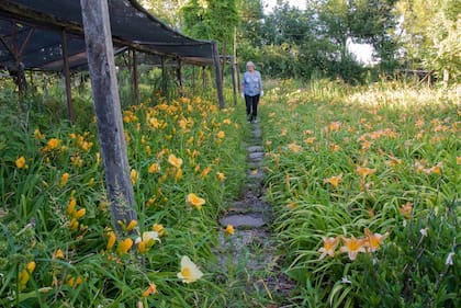 Caminar entre sus flores siempre fue para Chola un ejercicio de observación diaria para aprender el lenguaje silencioso de cada planta