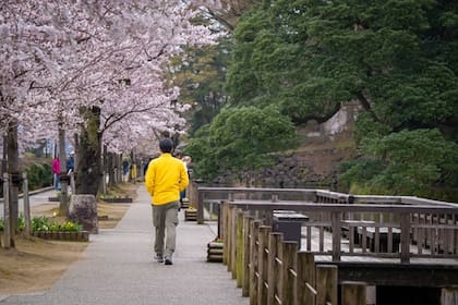 Caminata por el viejo castillo famoso y ver florecer cerezos rosados en flor La temporada de primavera es increíble Castillo de Kanazawa Japón