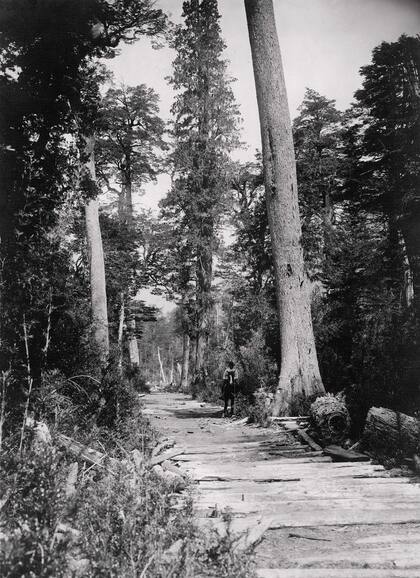 Camino cubierto con una especie de entablonado entre Puerto Blest y Puerto Frías. Salió publicada en Caras y Caretas en 1929