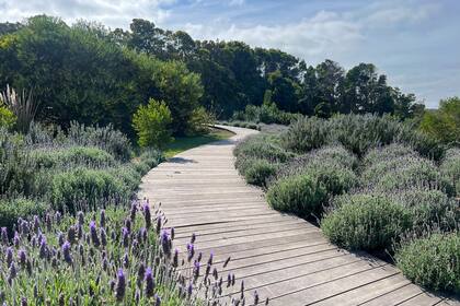 Camino de lapacho en un campo de lavandas y salvias en Colonia, Uruguay.