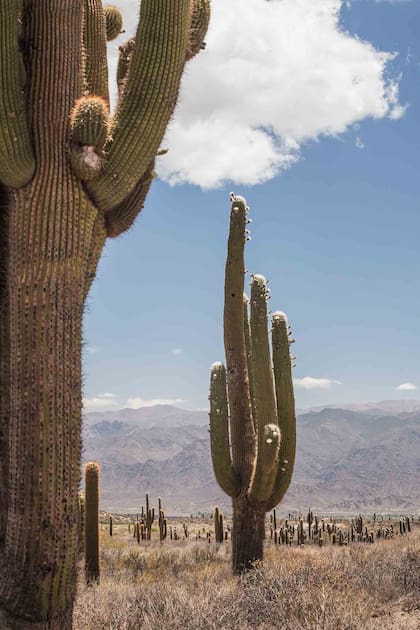 Camino de Los Colorados en los Valles Calchaquíes.