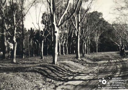 Caminos internos de la estancia El Talar, 1970 (Archivo de Maria del Carmen Liberatore)