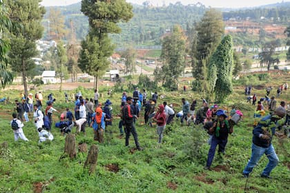 Campaña nacional de Etiopía busca plantar 700 millones de árboles en un día