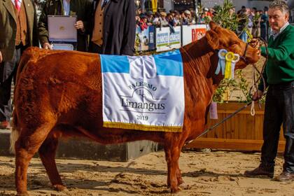 Campeón Hembra Limangus