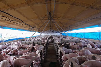 Luis Picat redujo la agricultura en tierras de terceros y diversificó el negocio con granjas de cerdos, un frigorífico integrado, marca propia e incursionó en la producción de biogás