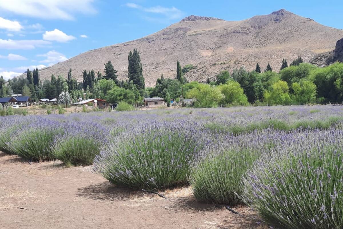 Campo de lavanda en Villa Llanquín